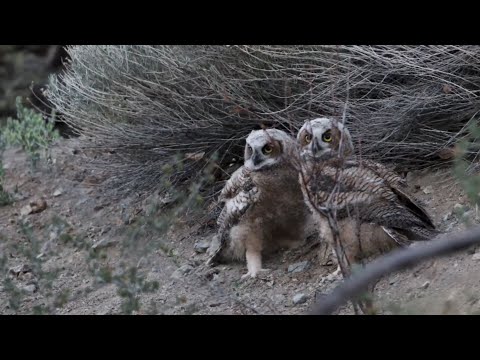 Great Horned Owl fledglings at play
