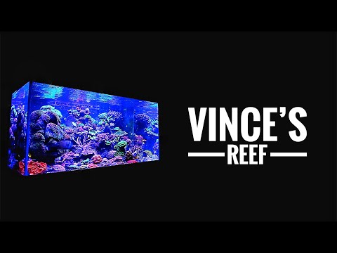 Vince's REEF TANK - 2.5 years without a water change!