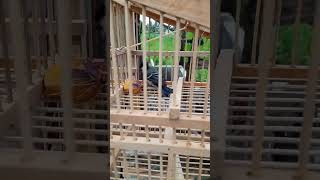 Download lagu pikat gelatik batu mp3