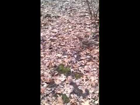 Ruffed Grouse and Mickey