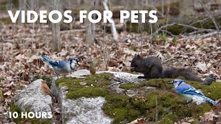 Black Squirrels, Chipmunks and Animals in a Canadian Forest - 10 hour Video for Pets - Apr 17, 2024