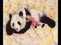 Panda Speed Painting (Sleep Tight Goodnight Man ...
