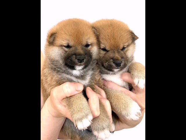 Shiba Inu puppy for sale