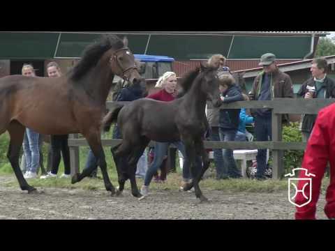 SL019 Hengstfohlen von Diarado - Cash and Carry - Landgraf I