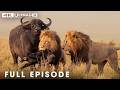 Predators Vs Prey Herbivores And Carnivores FULL EPISODE Wildlife Documentary