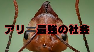 アリ　地球最強のミクロ国家
