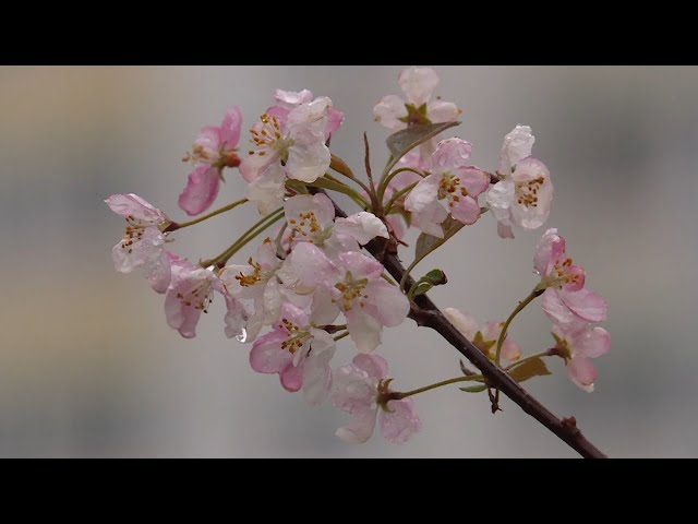 Для лесных прогулок не благоволит и погода
