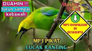 Download lagu 🔴Mp3 pikat cucak ranting - suara pemikat cucak ranting - masteran cucak ranting mp3 Download lagu 🔴Mp3 pikat cucak ranting - suara pemikat cucak ranting - masteran cucak ranting mp3