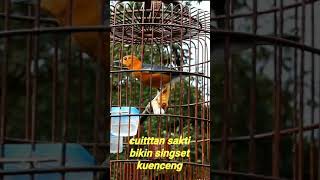 Download lagu siulan anis merah singset #shorts mp3