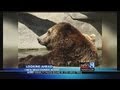 New Bear Exhibit At John Ball Zoo