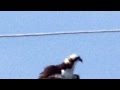 Osprey feeding on Long Nosed Gar 1/2 2015 ...