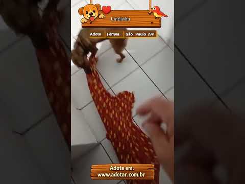 Vídeo de Lindinha