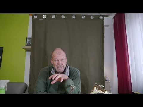 Mißglückter Tanukistart und die dicke Waldkiefer