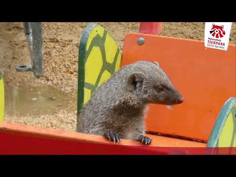 Video 10 aus  Urlaub im Zoo – Tierpark Görlitz