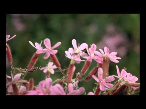 Microcosmos: Le peuple de lherbe