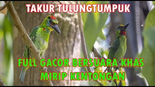 Download lagu The sound of the original Takur Tulungt stack bird continues without pause in the semi-natural mp3 Download lagu The sound of the original Takur Tulungt stack bird continues without pause in the semi-natural mp3