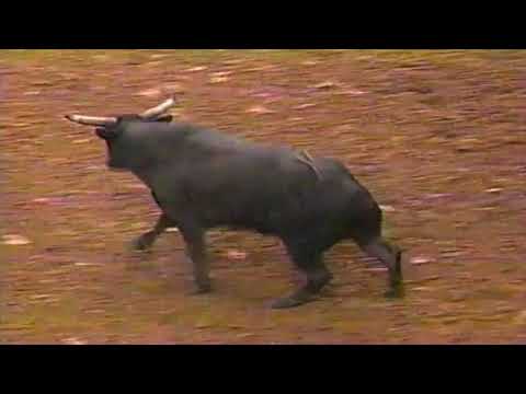 Moody Blues bucks Donald Owens - 97 PBR Birmingham