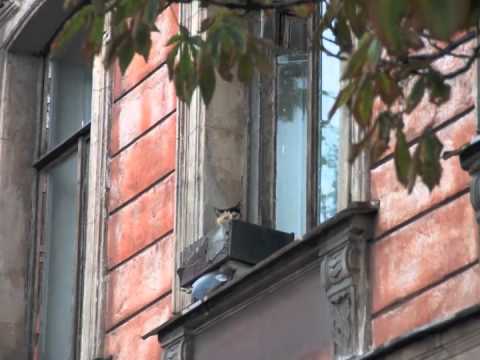 Video thumbnail for Молодые Львы (Young Lions)