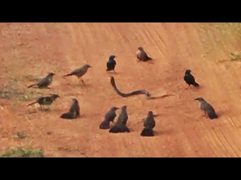 ANGRY BIRDS GANG UP & ATTACK SNAKE