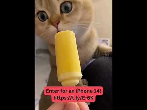 Cute Cat  #funny #short #shorts #funnyvideo #shortvideo #animals #cat #cute #cutecat #foryou #neko