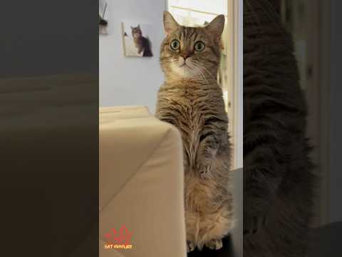 Cat Giggles #255 – Your Daily Dose of Funny Cats! 😻 #shorts #pet #cat #funny #foryou #viralvideo
