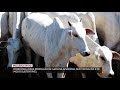 Rondônia lidera produção de gado na Amazônia, sem vacinação e de modo sustentável