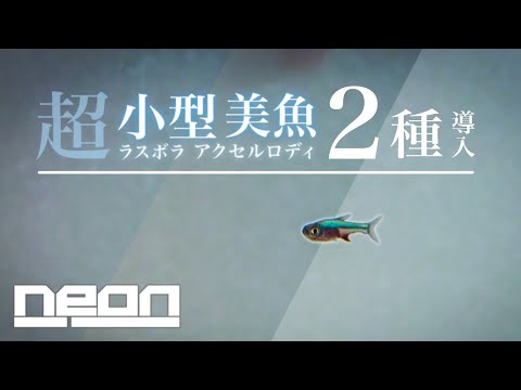 パラケイロドン・アクセルロディ