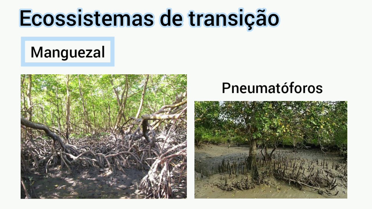 Ecossistemas aquáticos