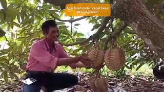 Download lagu Cara jitu durian cepat berbuah 081236790308 mp3