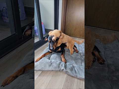 The puppy didn't want to stay at home