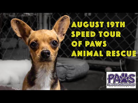 Speed Tour of PAWS Animal Rescue - Includes the new Chihuahua Puppies!