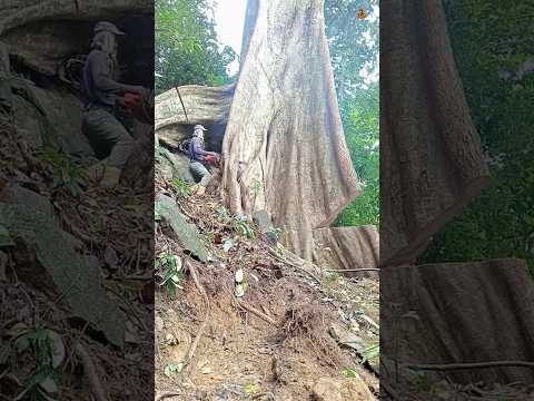 Cutting Down a GIANT 600-Year-Old Tree! 😳
