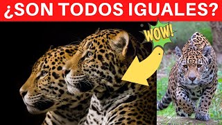 🐯  ¿Son IGUALES todos los JAGUARES? 🌿  ANÁLISIS GENÉTICO del Jaguar 🐯