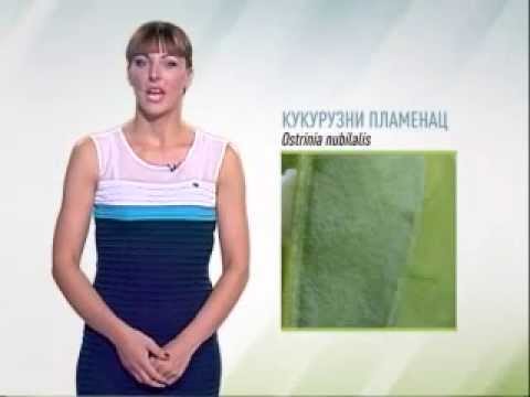 Zelena prognoza 10.8.2015. - O stanju u usevima paprike