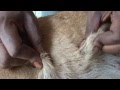 A female street dog gets ready to be spayed. Worms ...