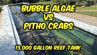 Fighting BUBBLE ALGAE in the Backyard Ocean: PITHO CRABS!