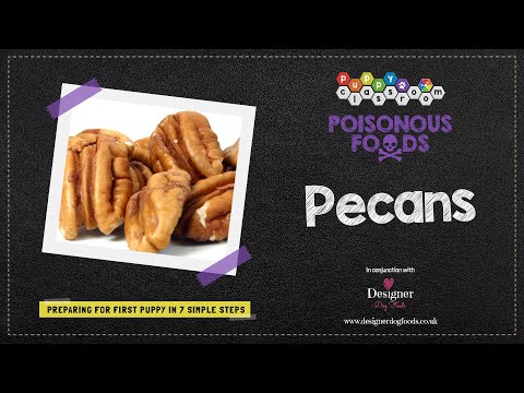 Can Dogs Eat Pecans?