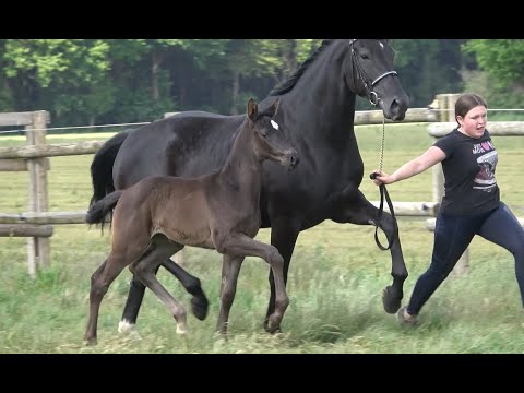 *2020 Stute von Maracana - Destano SOLD!!!