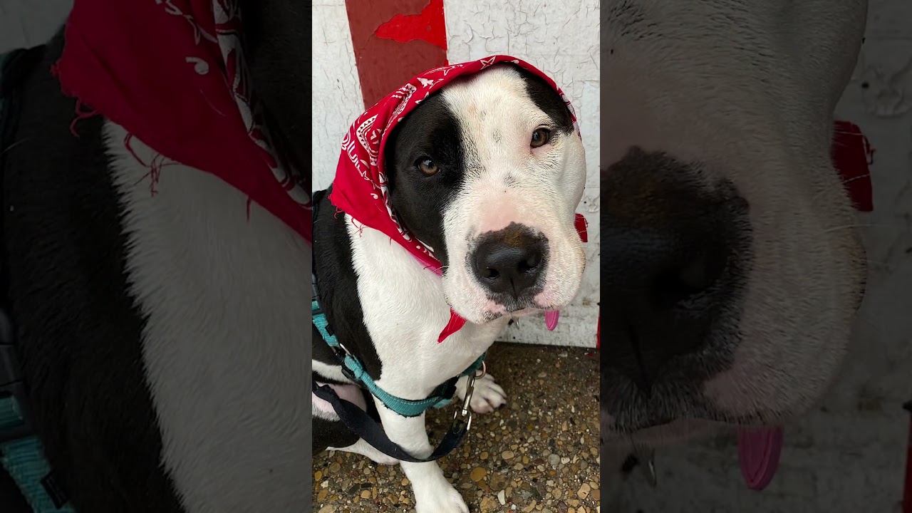 Enlarge April, a Adoptable mixed breed in Baltimore, MD video 6/6