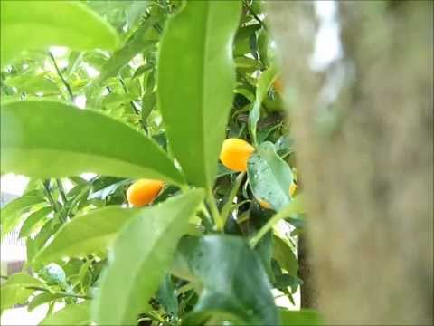Kumquat Tree in Rain