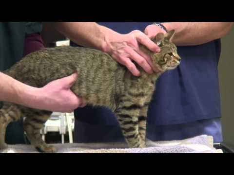 How to Recognize the Signs That a Cat Is Pregnant - YouTube