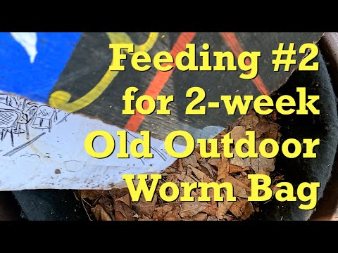 Outdoor worm bag's 2nd feeding at day 14 - vermicompost