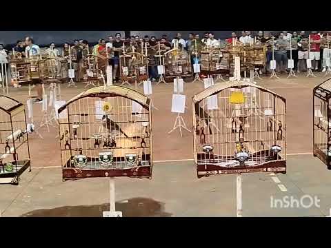 torneio Nacional de Trinca ferro.. Ribeirão preto  8/9/2024.esquente seu trinca #trincaferrodefibra