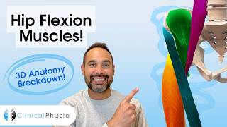 Which Muscles Flex The Hip?! | 3D Anatomy Explained for Physios
