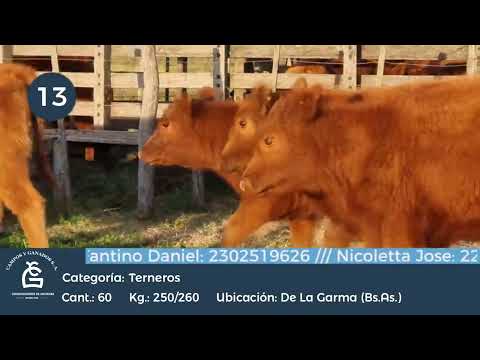 Lote Machos - De la Garma Bs As