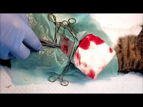 Flank spay surgery in cat