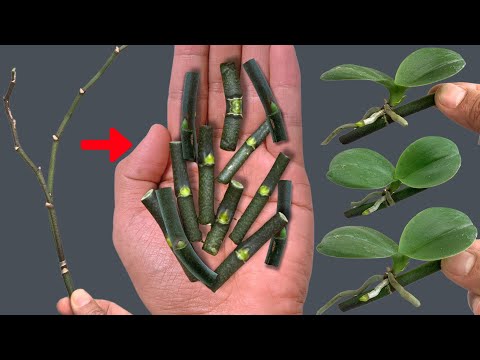 Secret to Easily Propagating Orchids Right on the Branch and Blooming All Year Round!