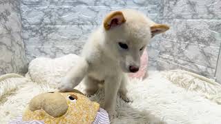 柴犬の動画01