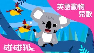 Koala | 英語動物兒歌 | 碰碰狐pinkfong ！兒童兒歌