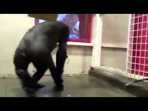 esto si es llano cuñao mono vailador